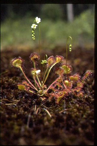 Drosera rotundifolia 3