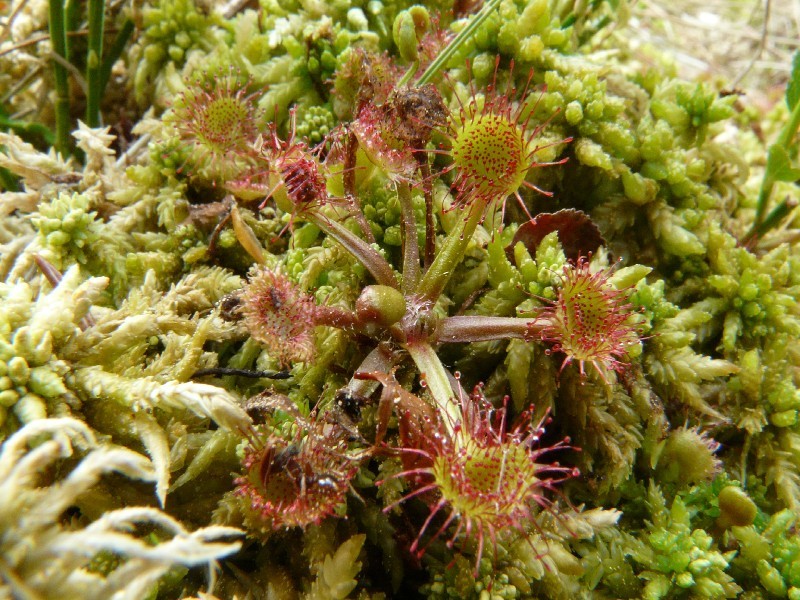 Drosera rotundifolia 1