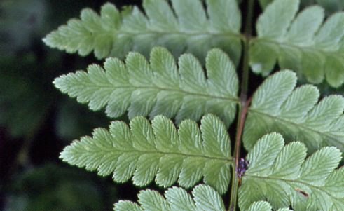 Dryopteris cristata 1