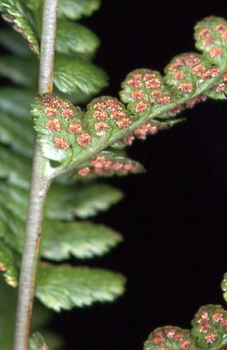 Dryopteris cristata 2