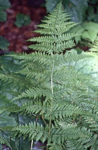 Dryopteris dilatata 1