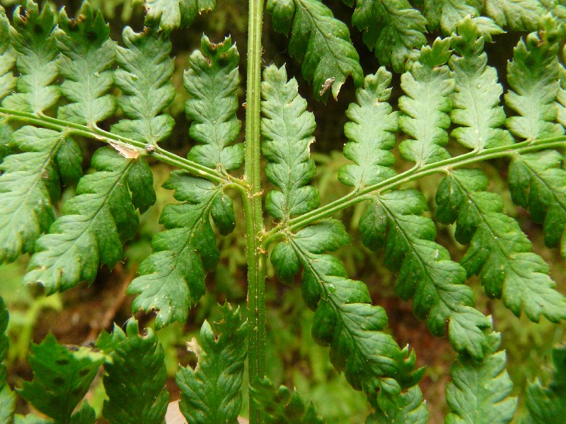 Dryopteris dilatata 2