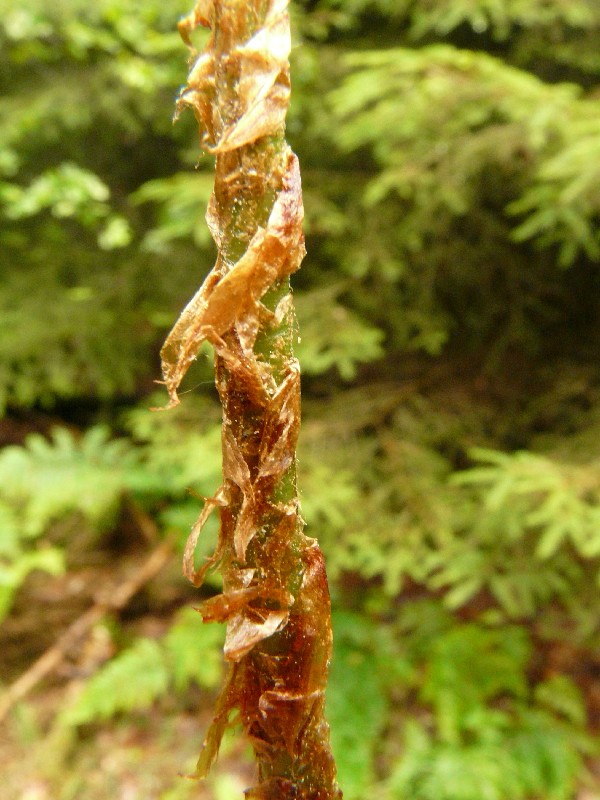 Dryopteris dilatata 3