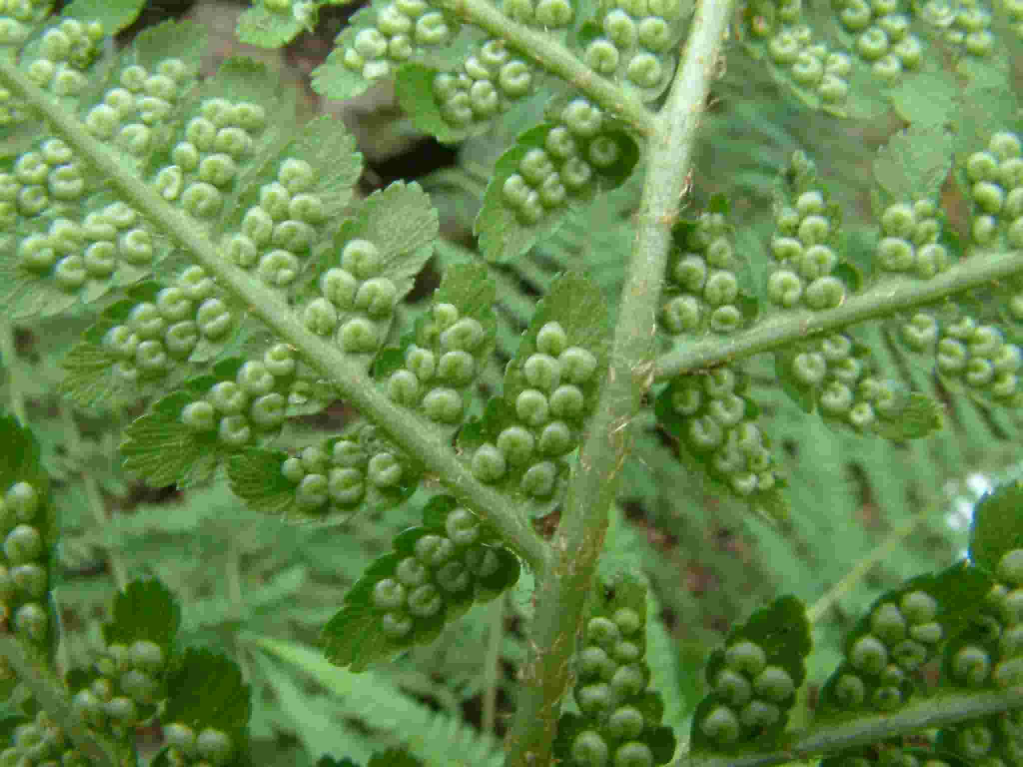 Dryopteris filix-mas 3