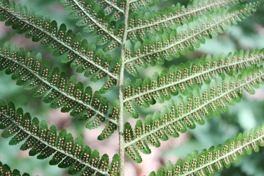 Dryopteris filix-mas 2