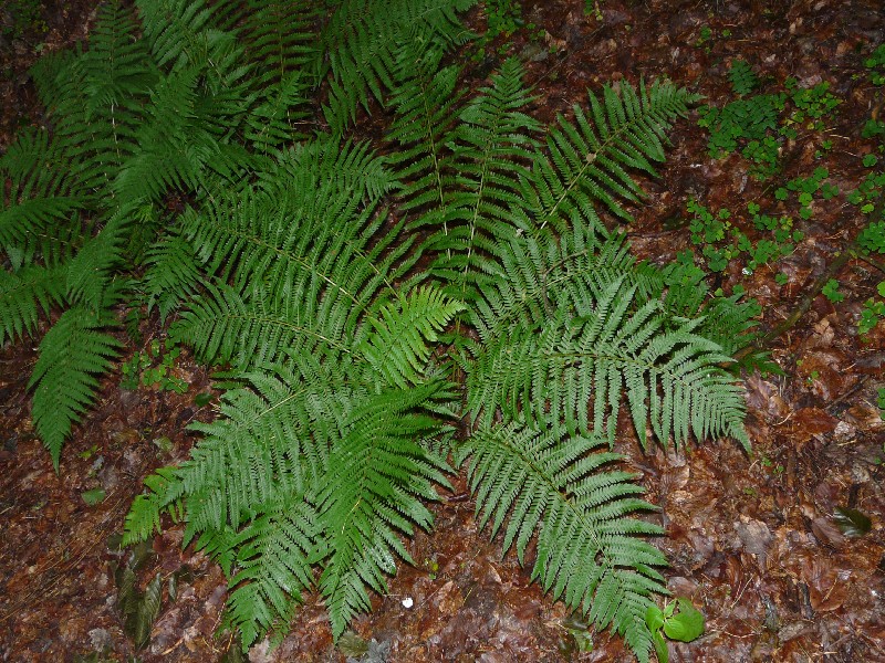 Dryopteris filix-mas 1