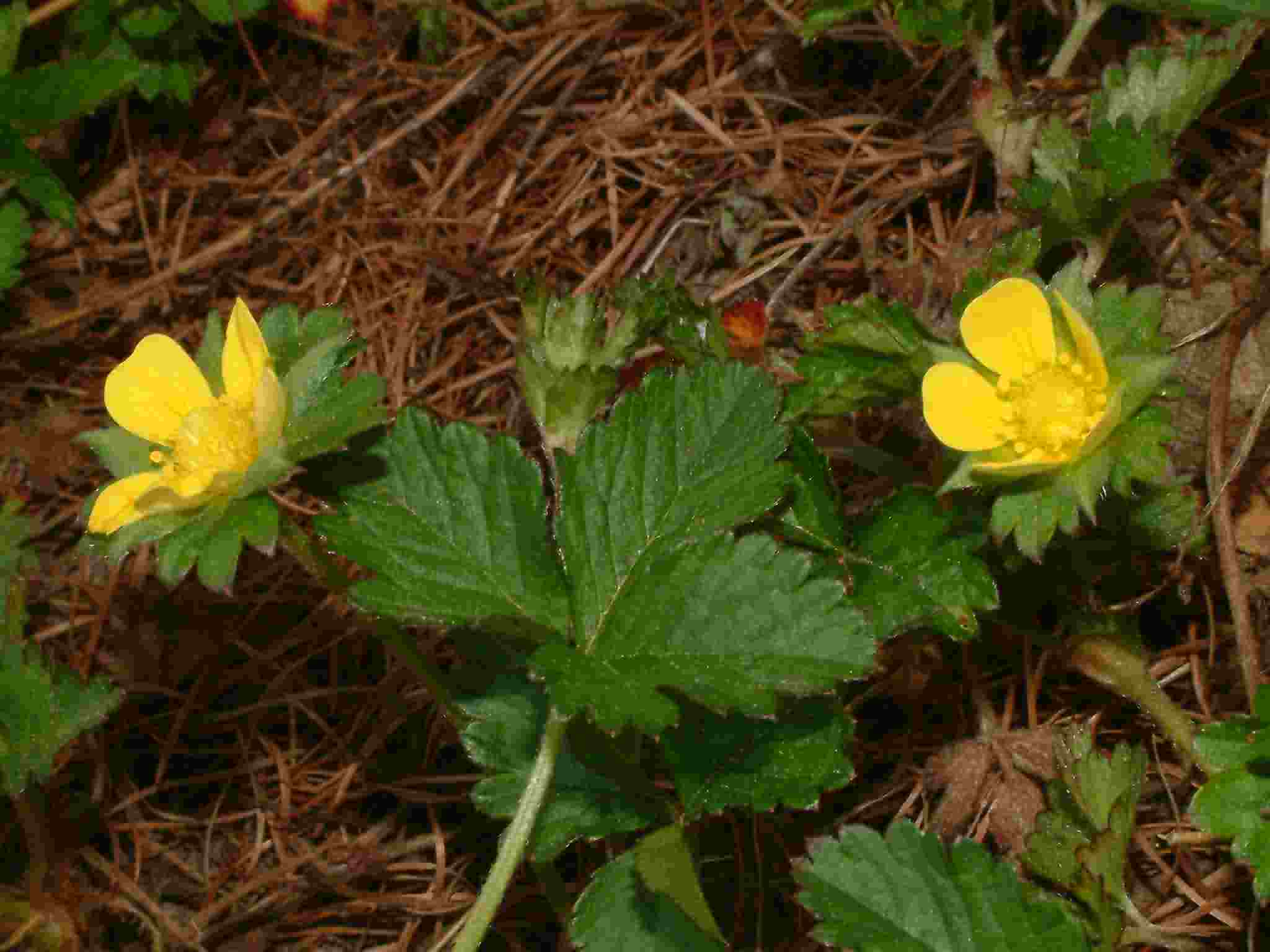 Duchesnea indica 1