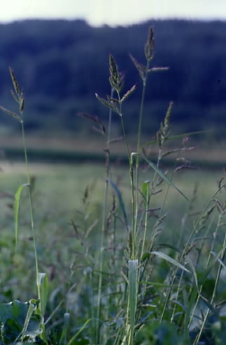 Echinochloa crus-galli 1