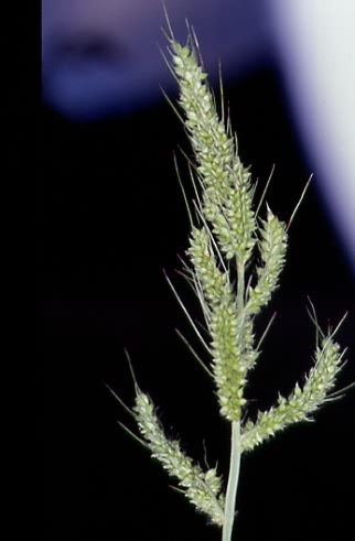 Echinochloa crus-galli 2