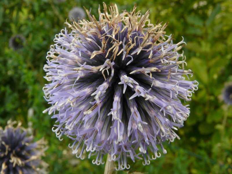 Echinops bannaticus 2