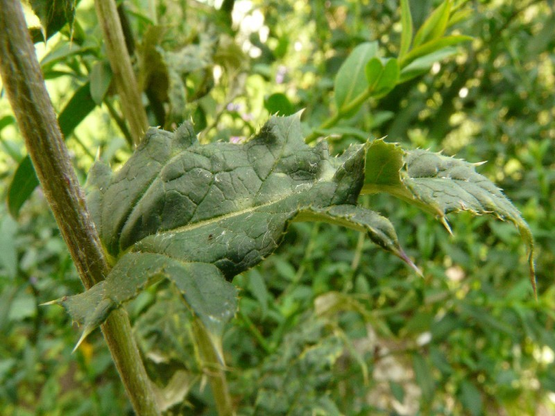 Echinops bannaticus 3