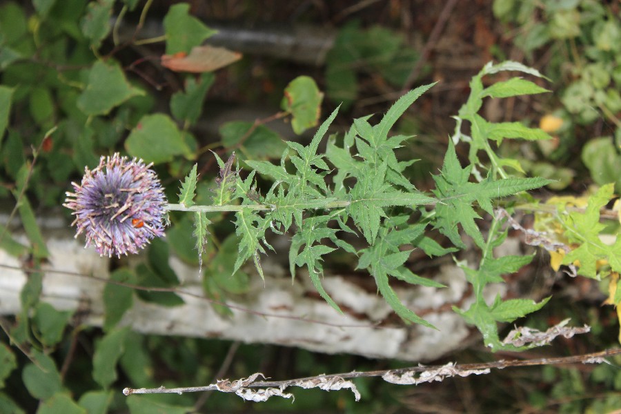 Echinops bannaticus 1