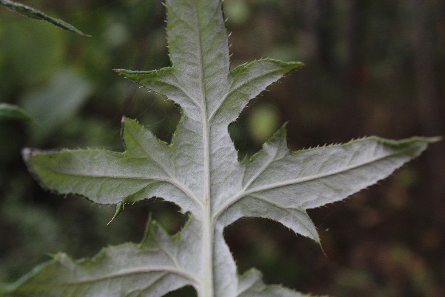 Echinops bannaticus 4