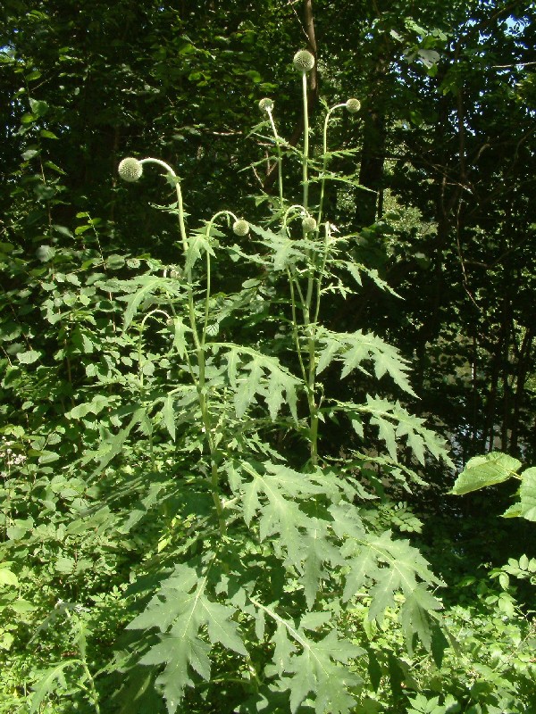 Echinops exaltatus 1