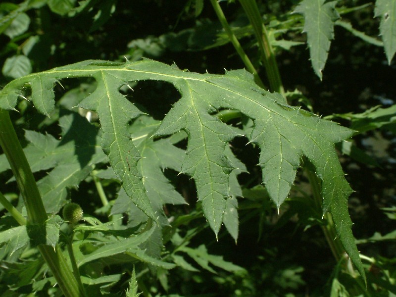 Echinops exaltatus 4