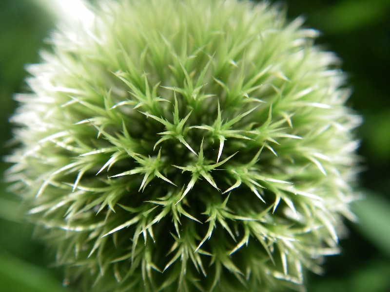 Echinops exaltatus 3