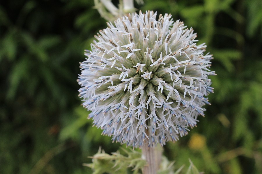 Echinops exaltatus 2