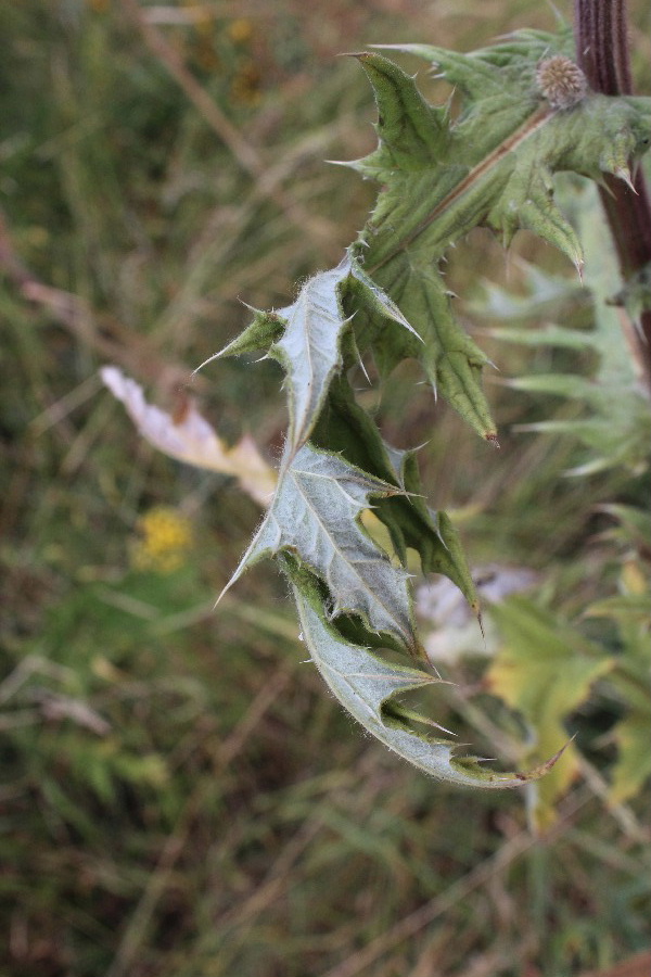 Echinops exaltatus 5