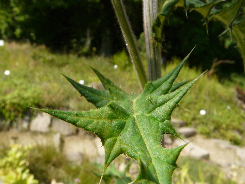 Echinops sphaerocephalus 3