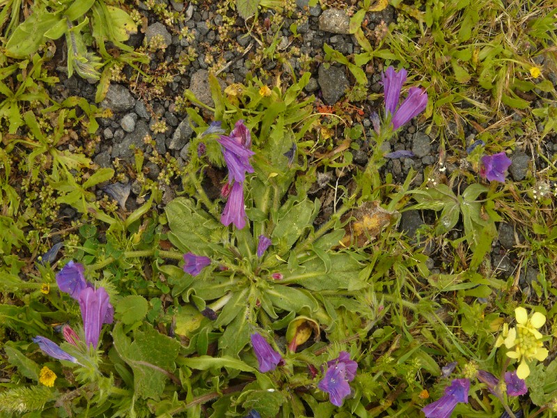 Echium plantagineum 1