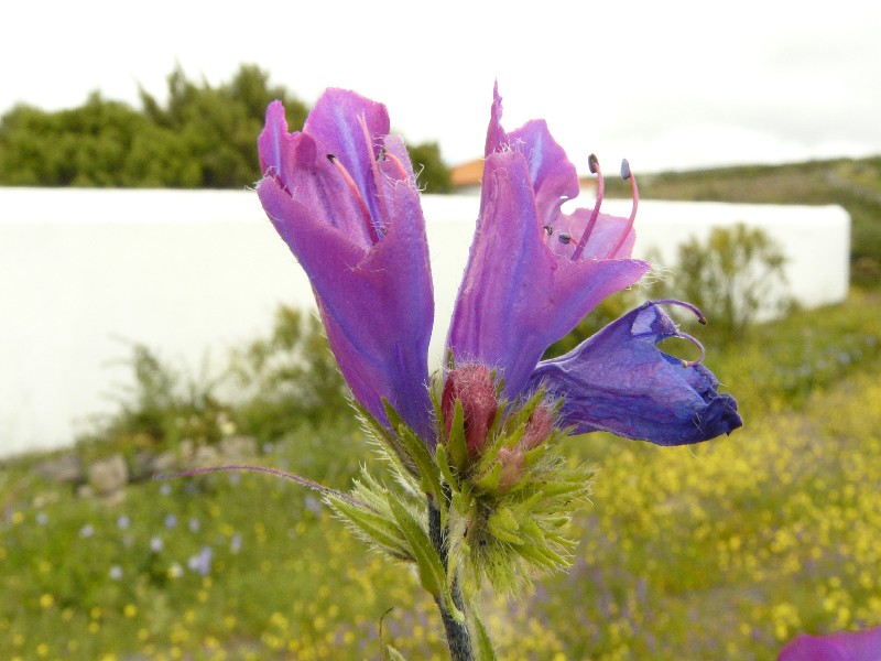 Echium plantagineum 2