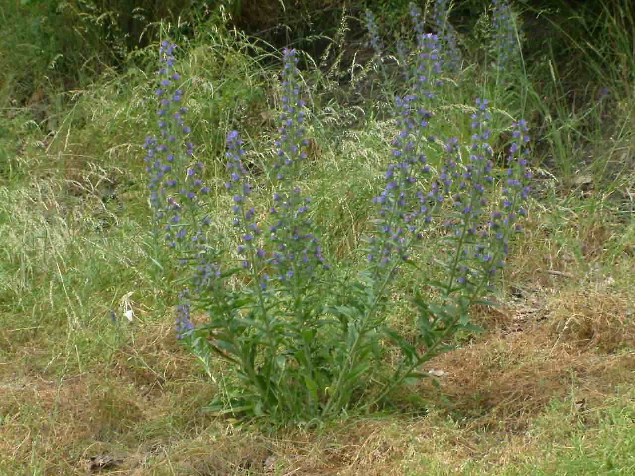 Echium vulgare 1