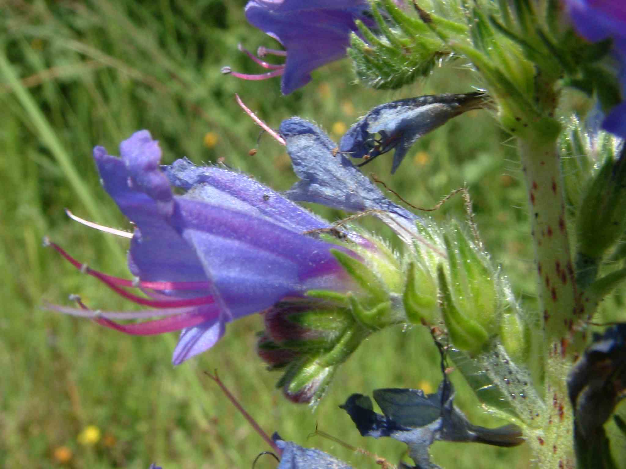 Echium vulgare 2