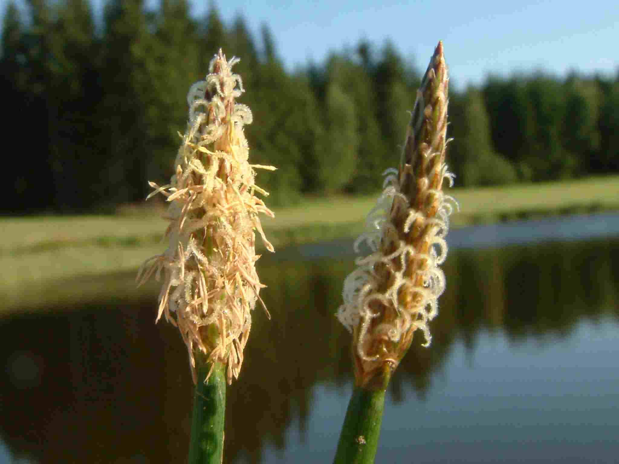 Eleocharis palustris 3