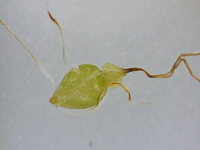 Eleocharis palustris 4