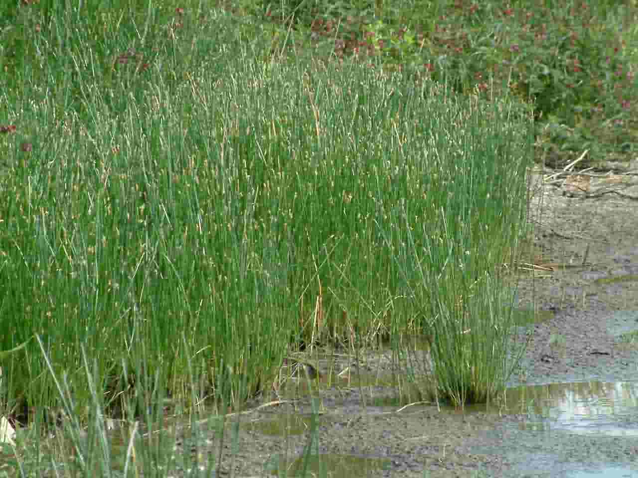 Eleocharis palustris 1