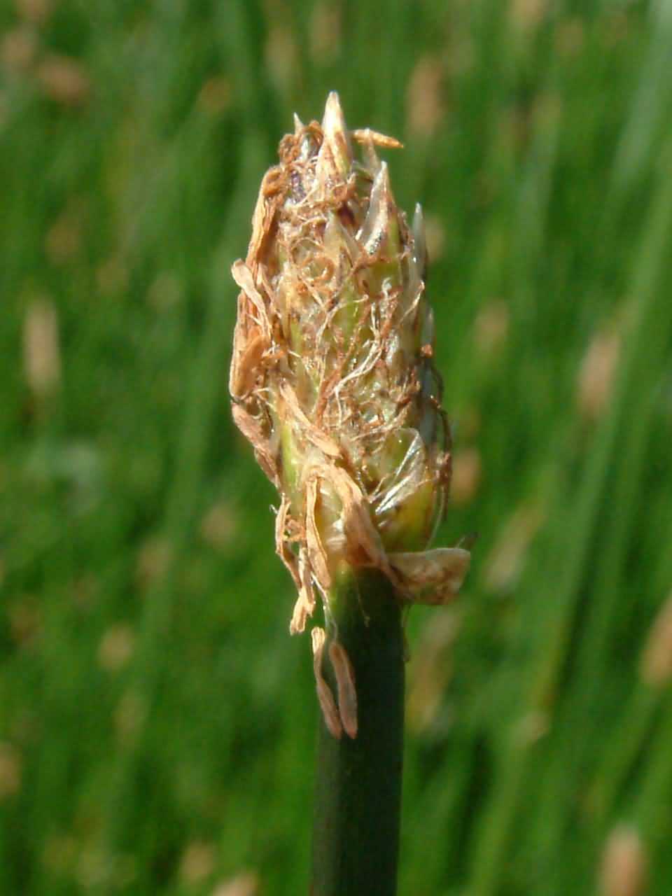 Eleocharis palustris 2