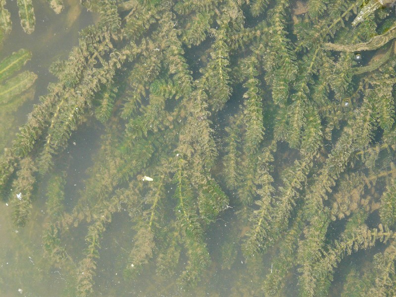 Elodea canadensis 1