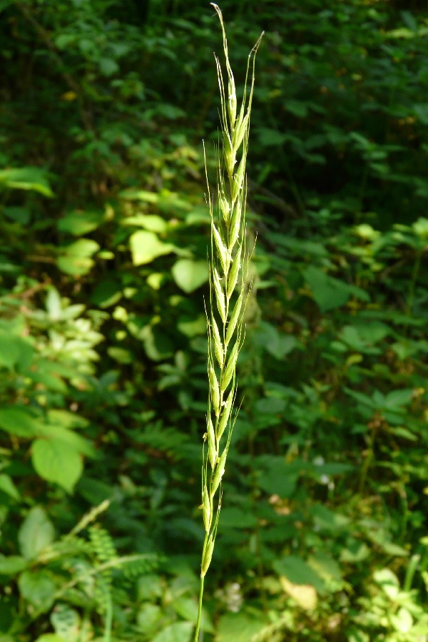 Elymus caninus 3