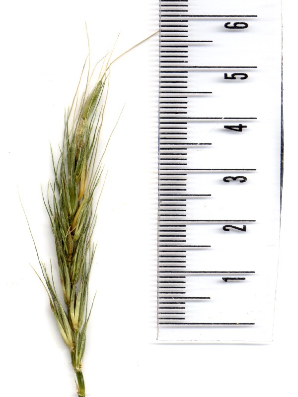 Elymus caninus 2