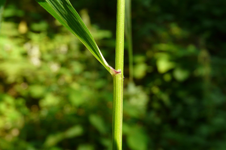 Elymus caninus 4