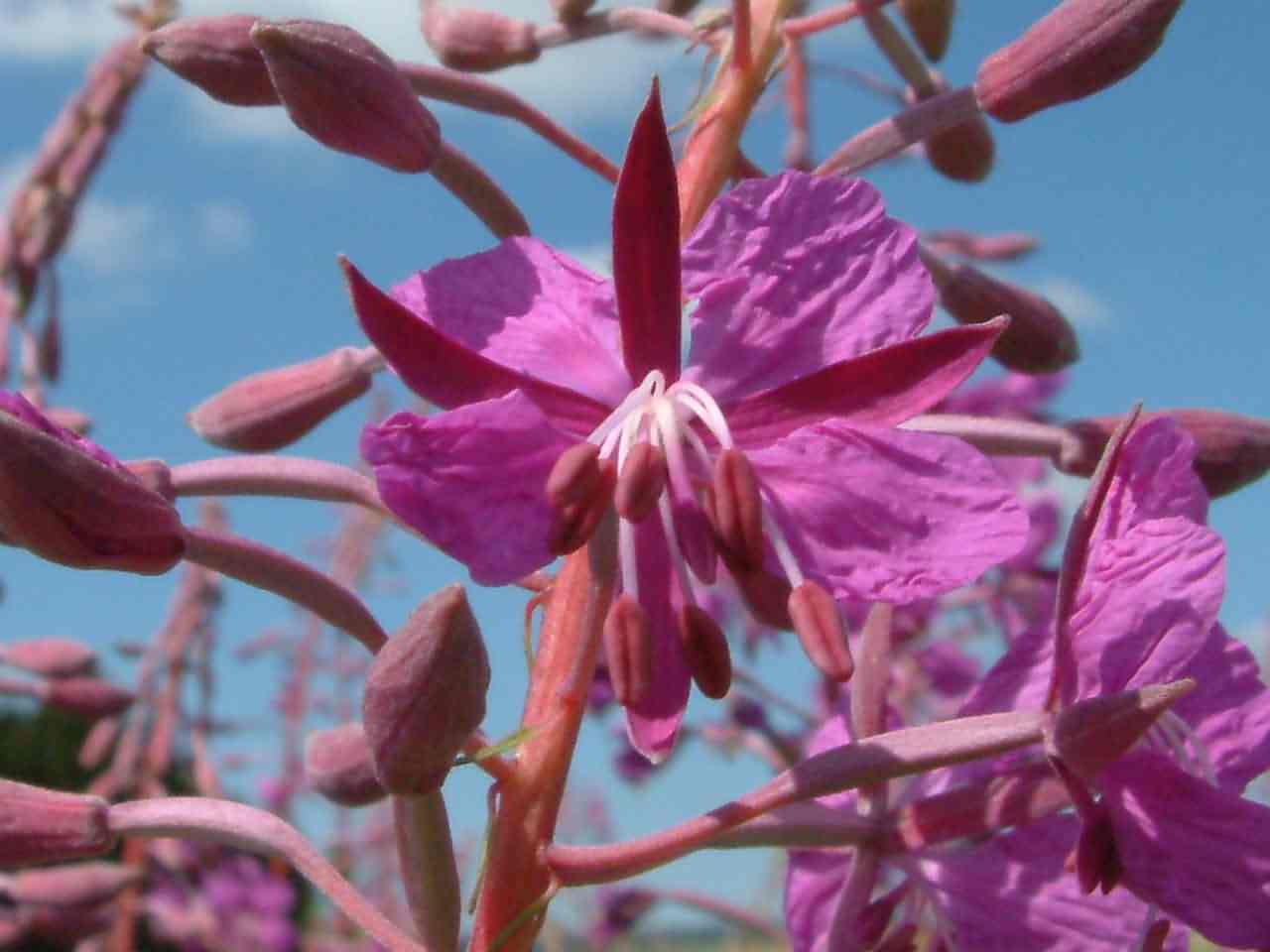 Epilobium angustifolium 2