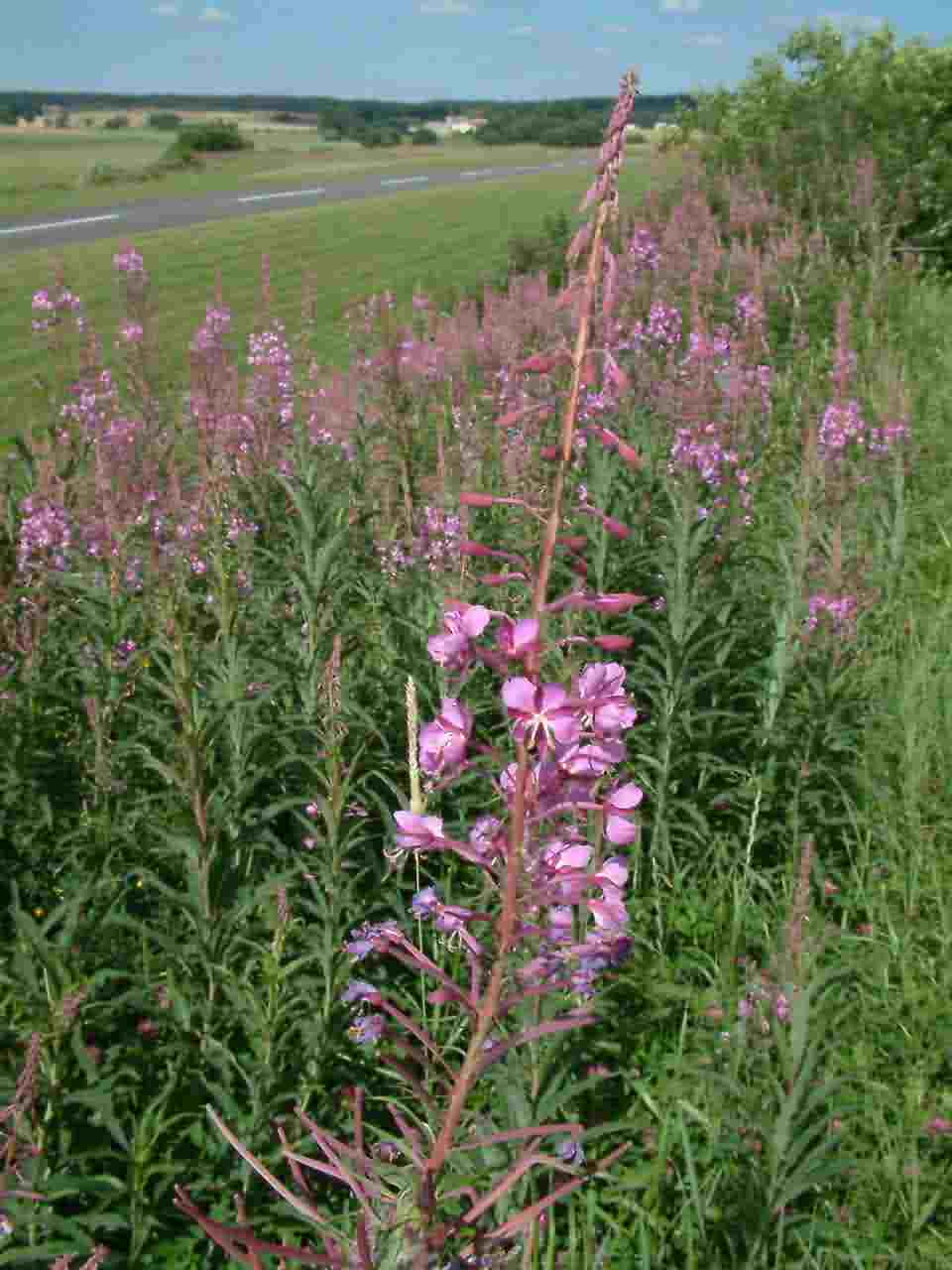 Epilobium angustifolium 1