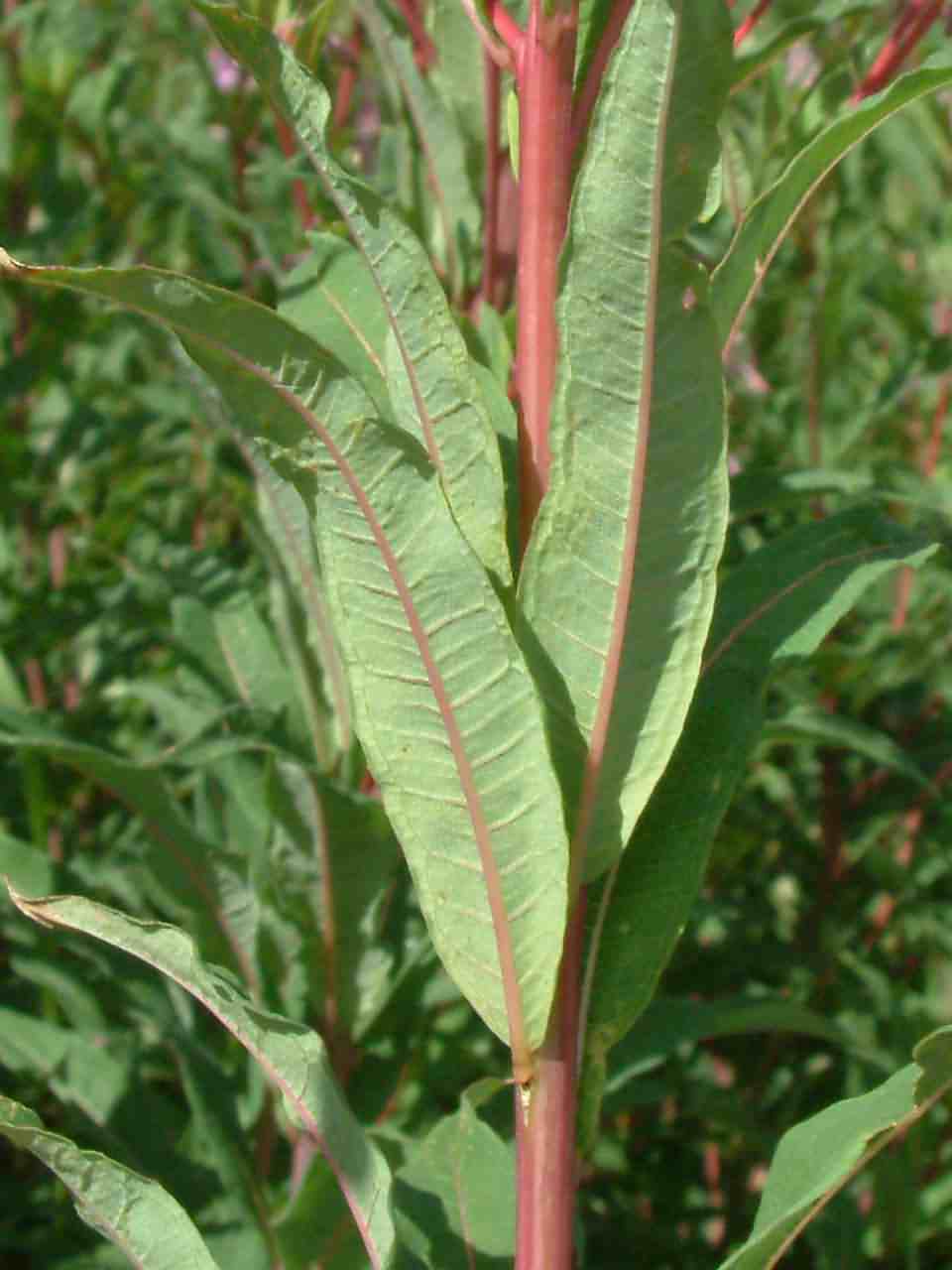 Epilobium angustifolium 3