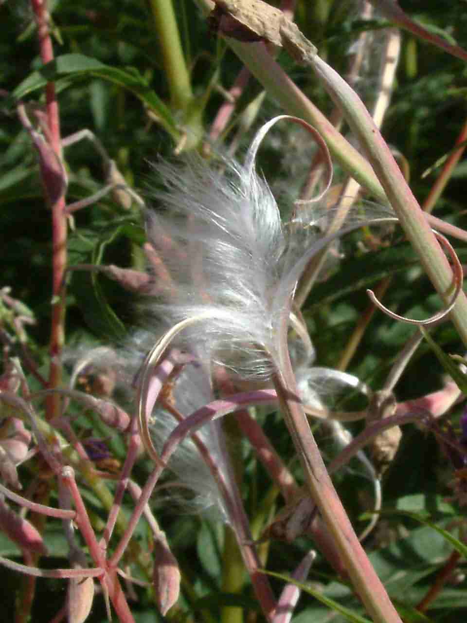 Epilobium angustifolium 4