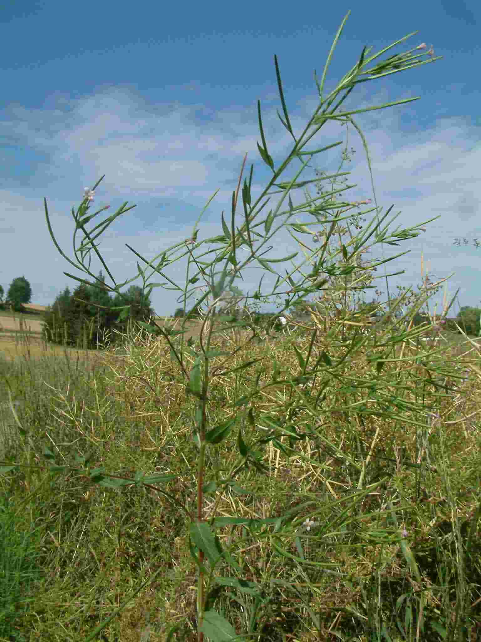 Epilobium ciliatum 1