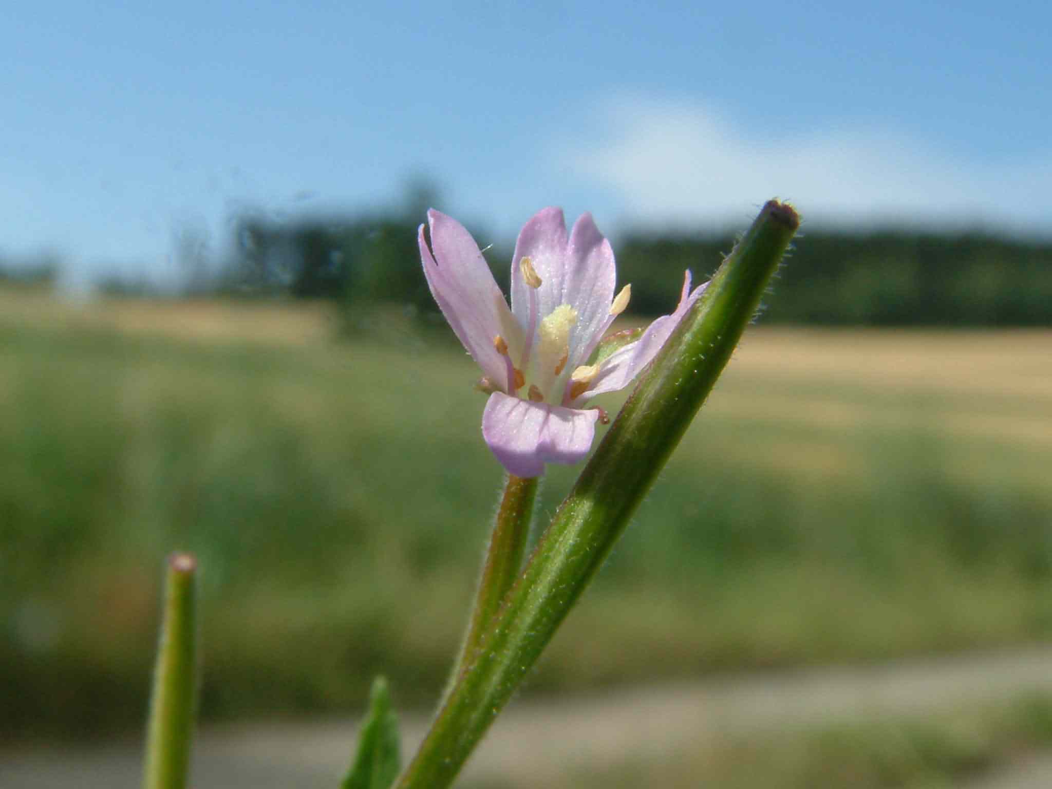 Epilobium ciliatum 2