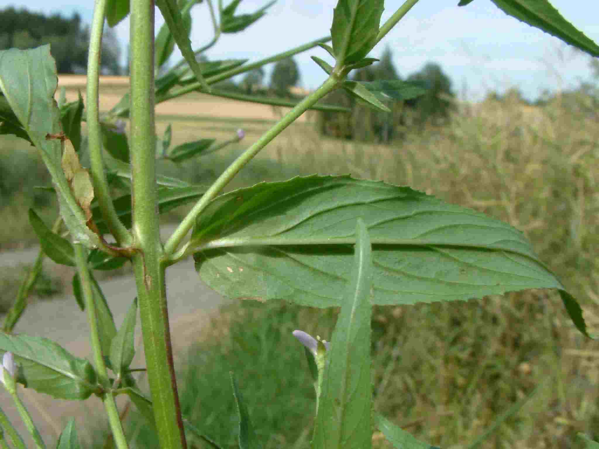 Epilobium ciliatum 3