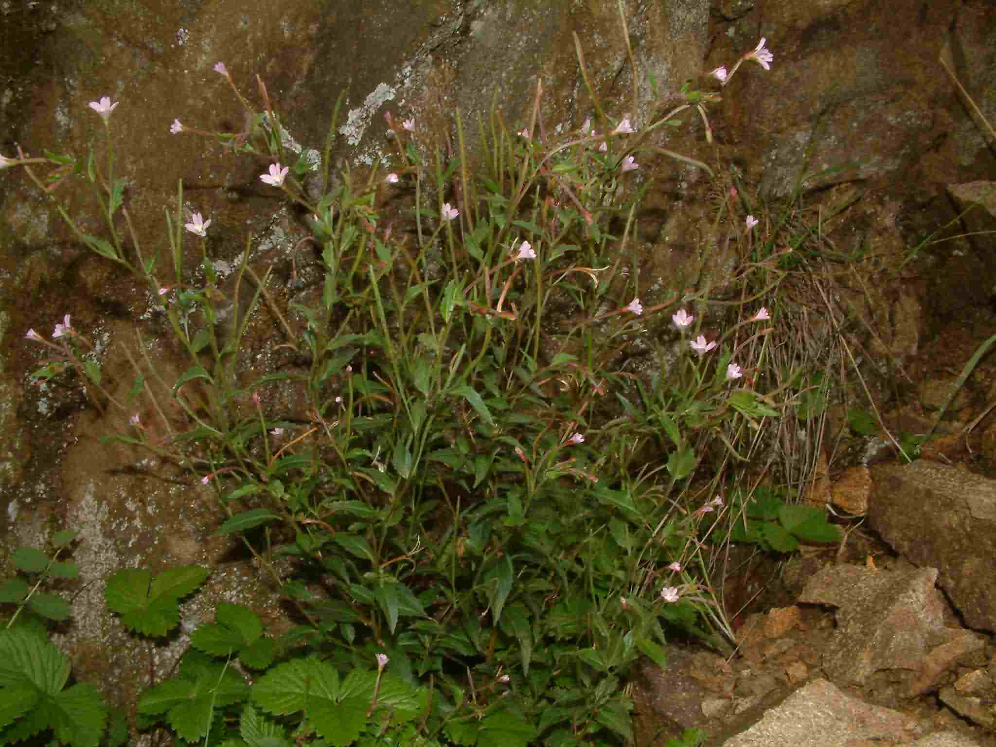 Epilobium collinum 1