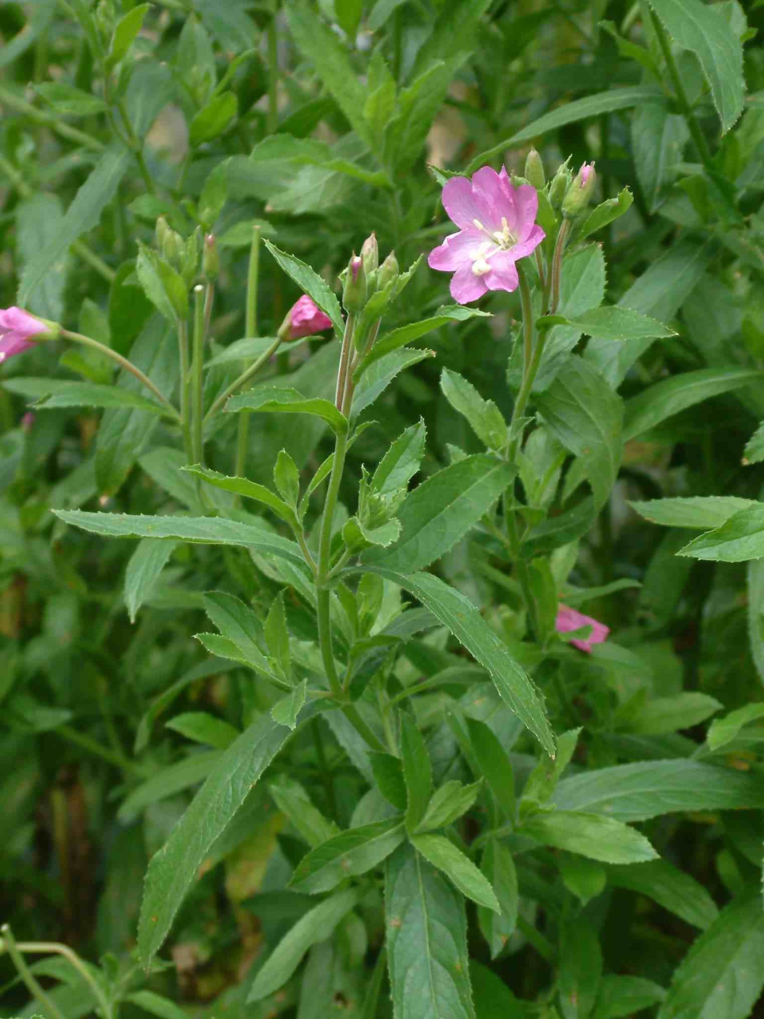 Epilobium hirsutum 1