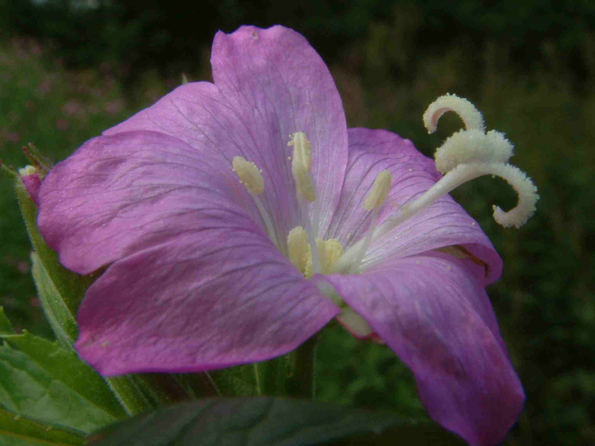 Epilobium hirsutum 2