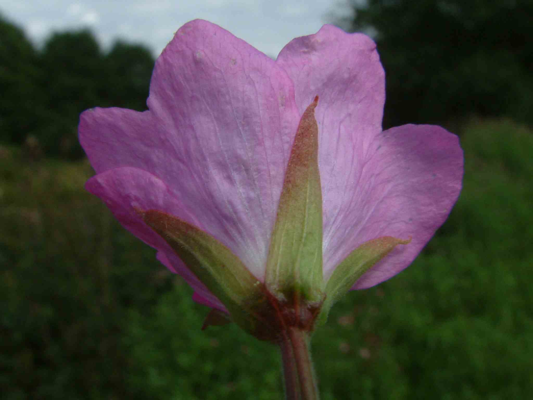 Epilobium hirsutum 3