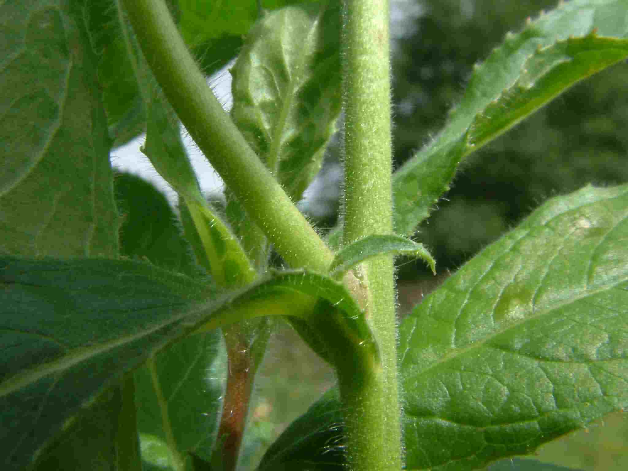 Epilobium hirsutum 4