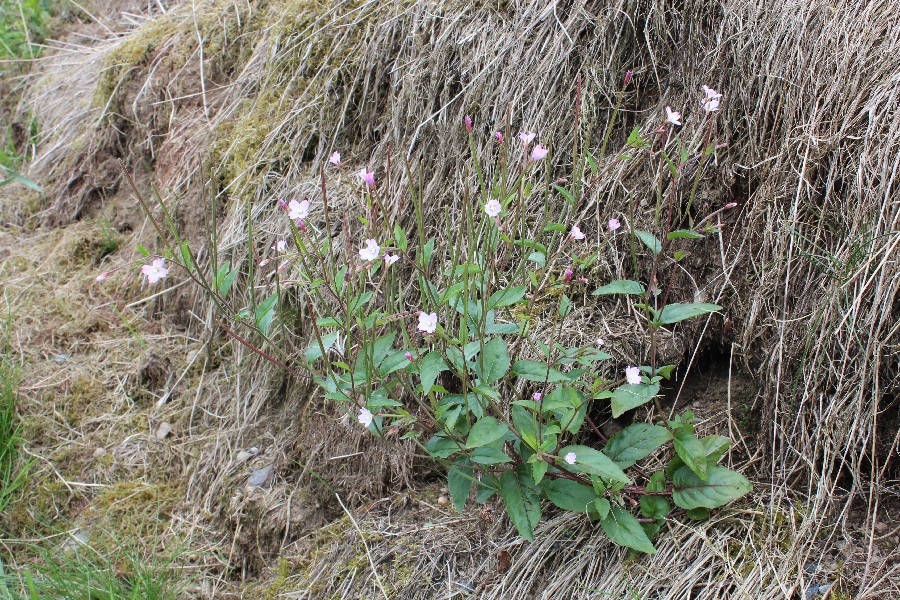 Epilobium_montanum 1