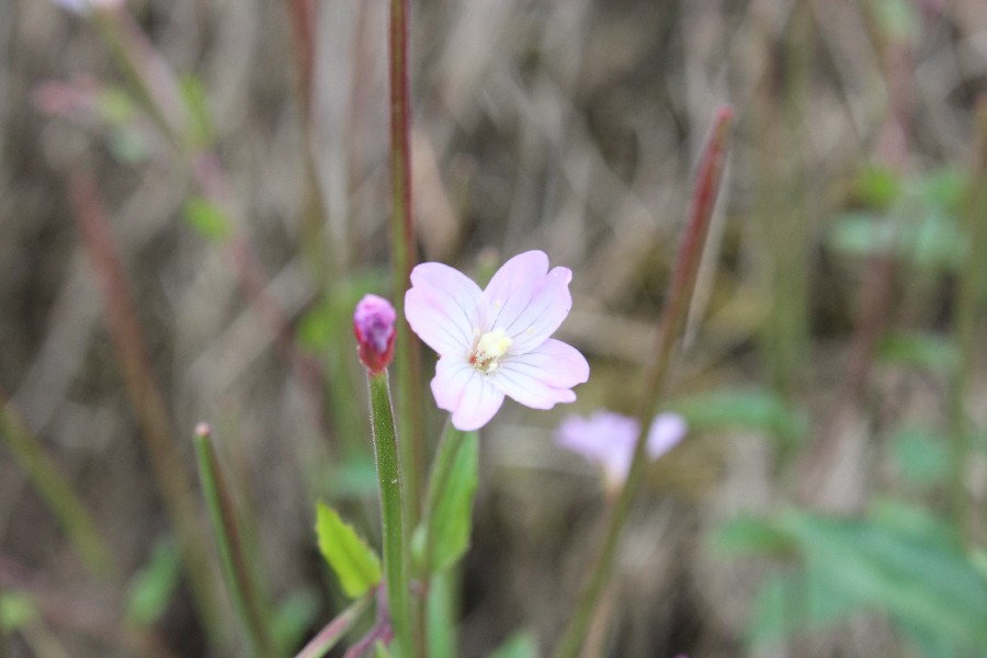 Epilobium_montanum 2