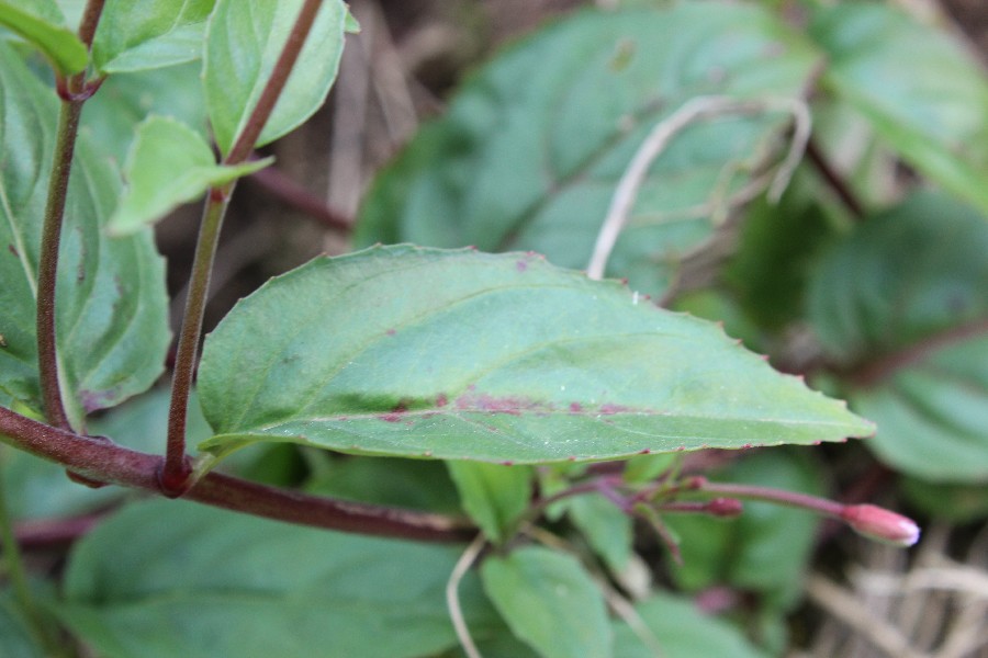 Epilobium_montanum 4